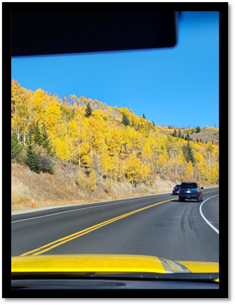 A road with yellow trees on the side

Description automatically generated
