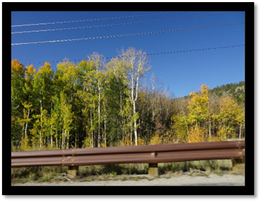 A road with trees and power lines

Description automatically generated