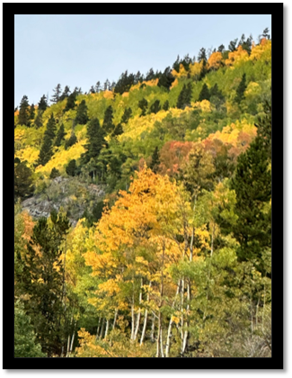 A forest with yellow and green trees

AI-generated content may be incorrect.