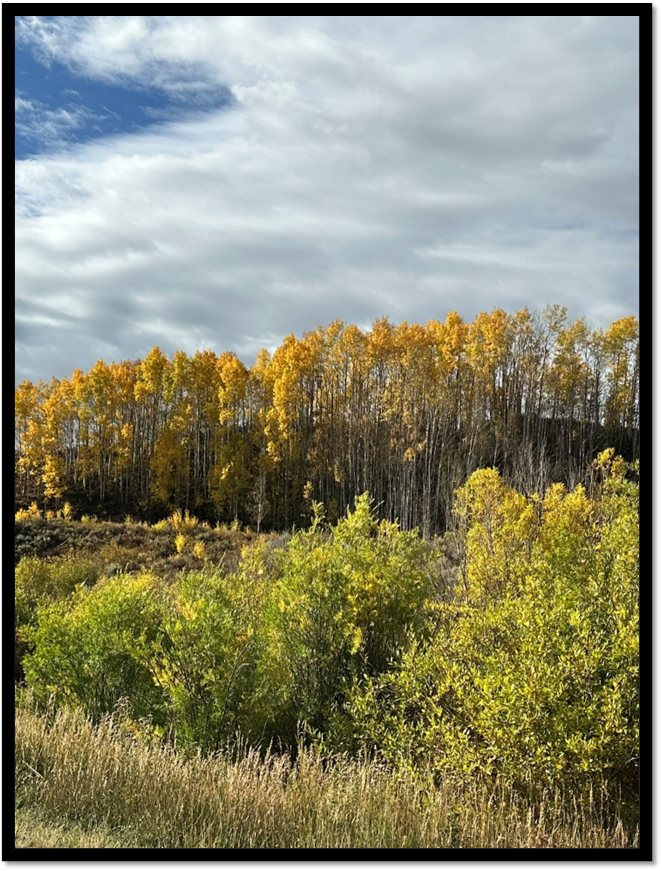 A group of trees with yellow leaves

AI-generated content may be incorrect.