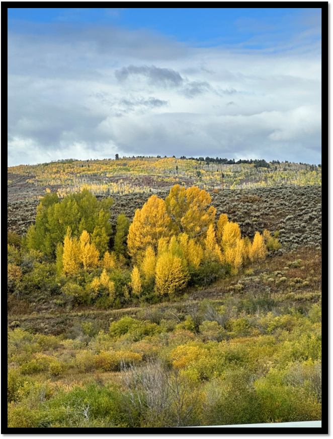 A landscape with trees and bushes

AI-generated content may be incorrect.