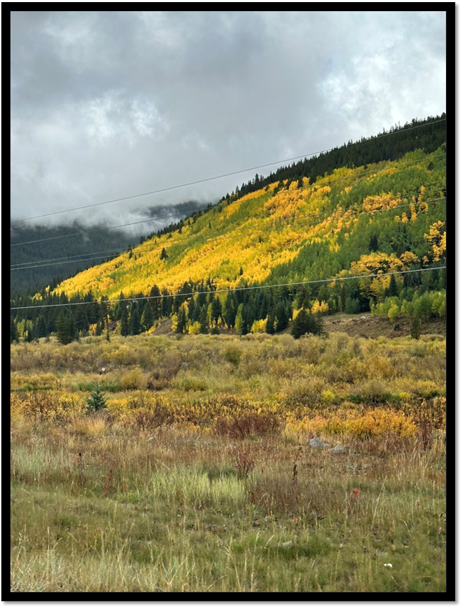 A field with yellow flowers

AI-generated content may be incorrect.