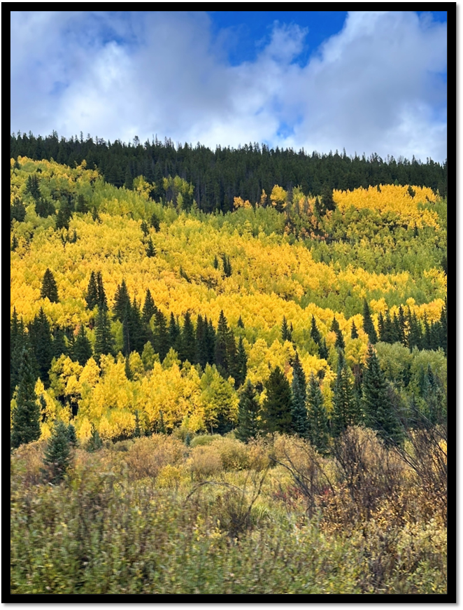 A forest of trees with yellow leaves

AI-generated content may be incorrect.