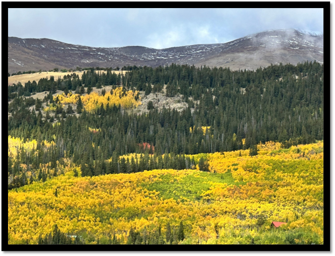 A landscape with trees and yellow flowers

AI-generated content may be incorrect.