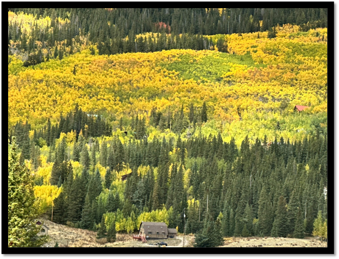 A house in a forest

AI-generated content may be incorrect.