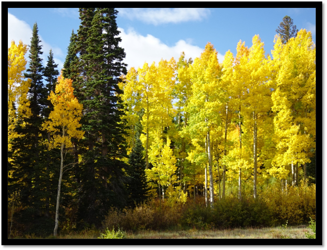 A group of trees with yellow leaves

AI-generated content may be incorrect.