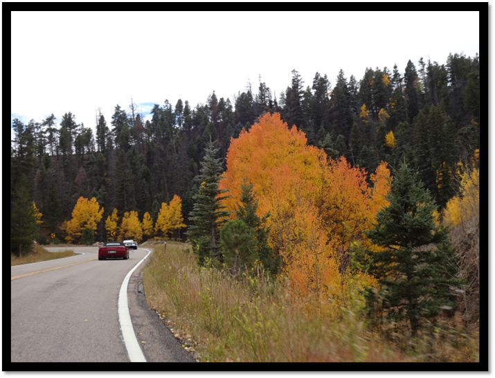 A road with trees and a car

AI-generated content may be incorrect.